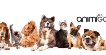 118765954 648134085828765 4404043513852787444 n