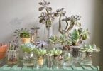 Recycling growing succulents in used bottles gar 2022 07 07 05 02 23 utc