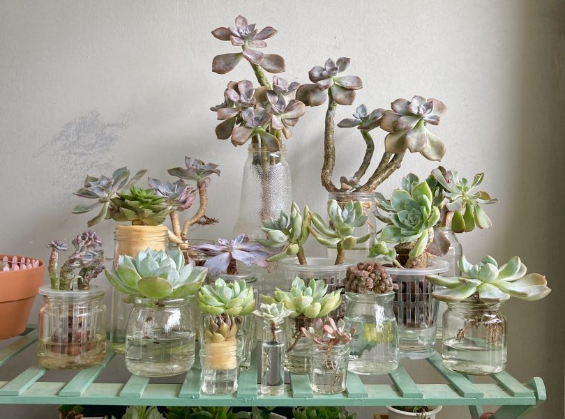Recycling growing succulents in used bottles gar 2022 07 07 05 02 23 utc
