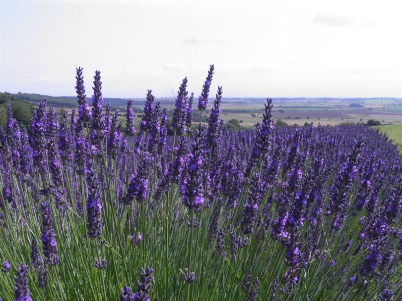 480596776 1092574999549583 5451083453094943817 n