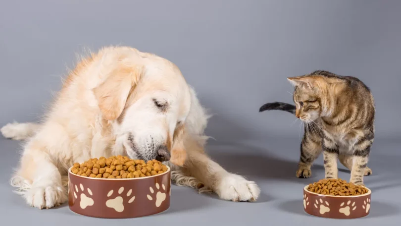 Can Dogs Eat Cat Food And Can Cats Eat Dog Food Jpg
