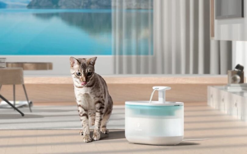 Petlibro Water Fountains