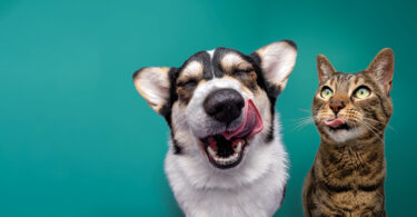 When it comes to caring for pets, few things are as important as the food we give them. Nutrition plays a direct role in their health, behaviour, and quality of life. Burns Pet Nutrition has been leading the way in natural, wholesome recipes since 1993, when veterinary surgeon John Burns first set out to transform how we feed our four-legged companions. More than 30 years later, Burns continues to follow the same simple philosophy: keep recipes natural, balanced, and full of ingredients pets thrive on. With millions of devoted customers and over 3 billion bowls sold, the brand remains one of the most trusted names in pet nutrition across the UK and beyond.